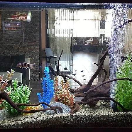 Alegra 4* 韦林格勒